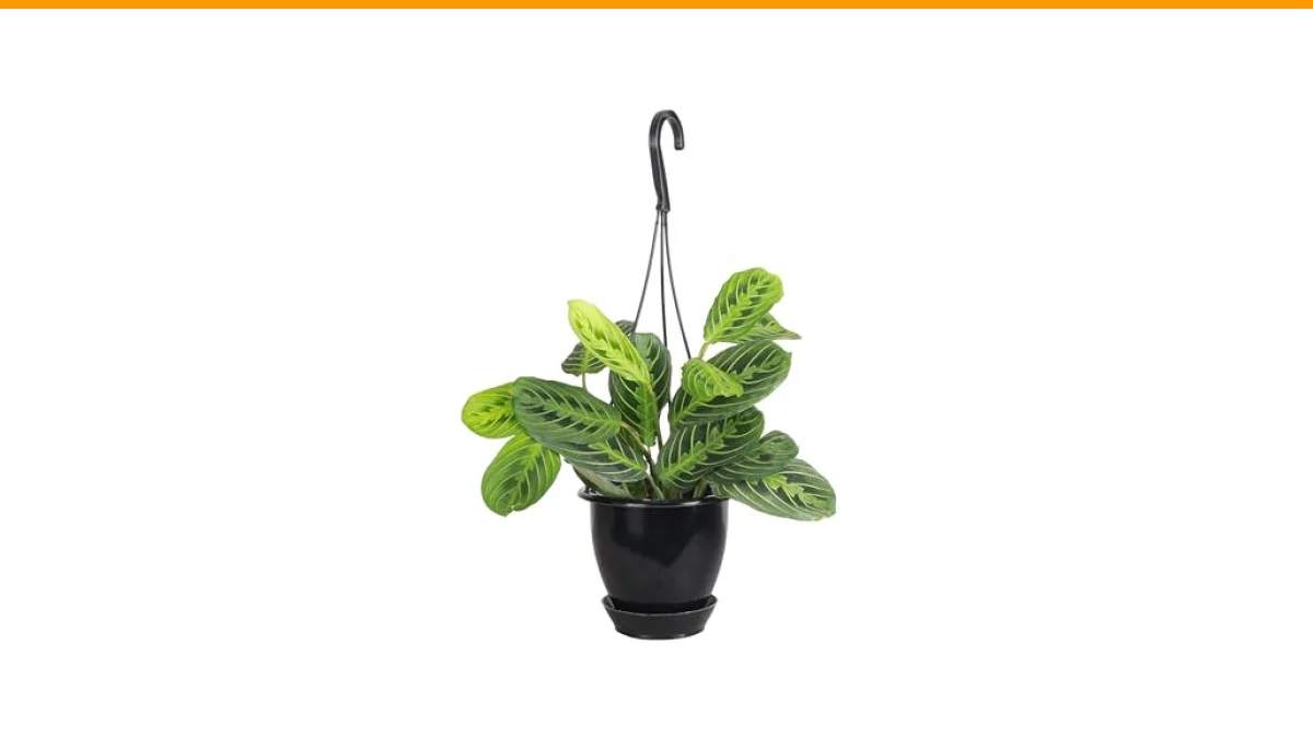 Best Low Light Hanging Plants 7 low light hanging plants