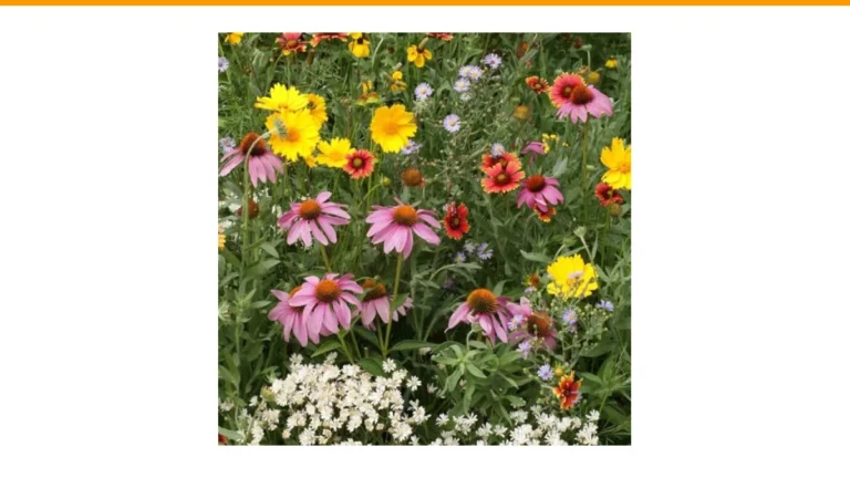 native perennial flowers by region