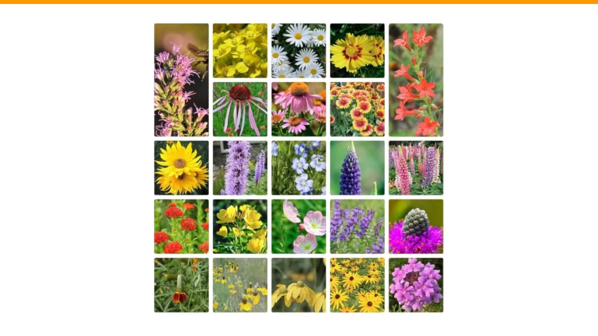 Perennial Flowers That Attract Butterflies: A Comprehensive Guide 2 perennial flowers that attract butterflies