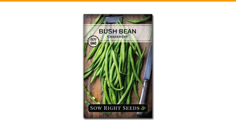 pole beans vs bush beans for small gardens