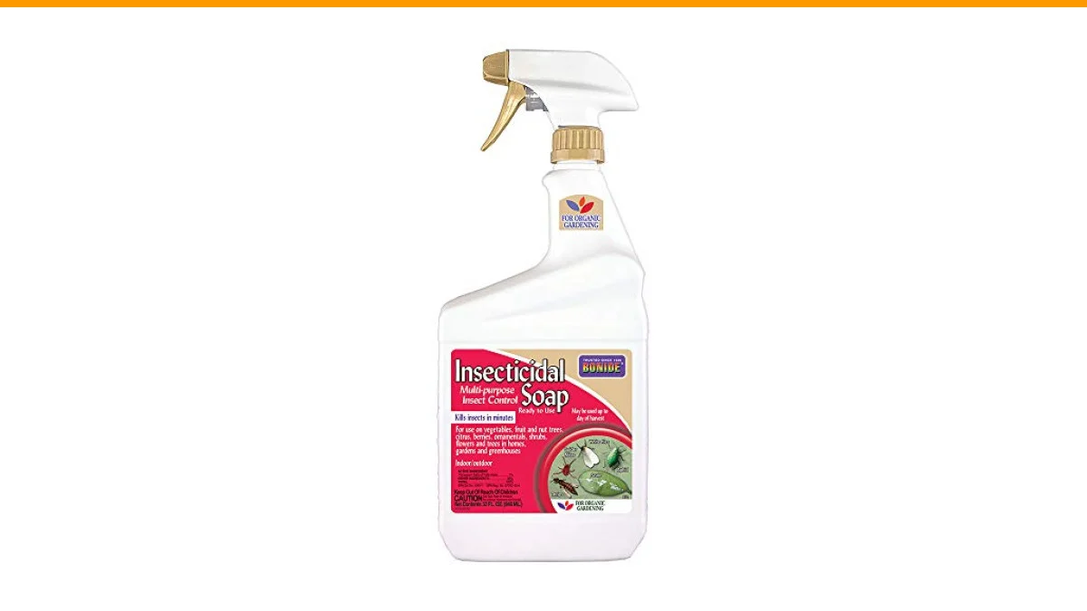 scale insects treatment on plants