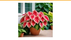 shade container garden plants