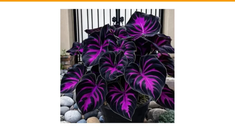 shade loving perennial flowers