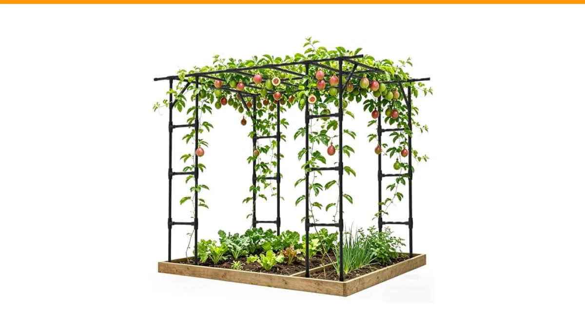 trellis for kiwi vine